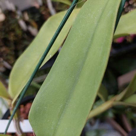 Laelia Cattleya Intermedia