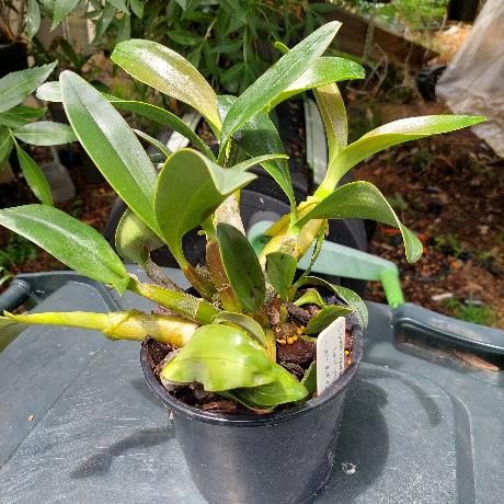 Dendrobium Speciosum Intervarietal