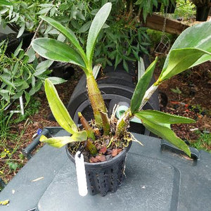 Dendrobium Speciosum Intervarietal