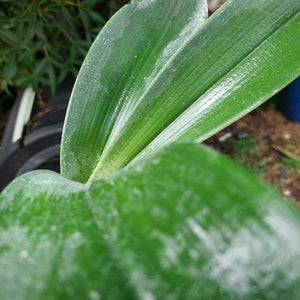 Dendrobium Speciosum Intervarietal