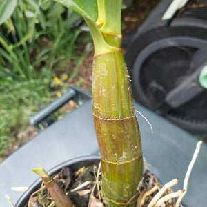 Dendrobium Speciosum Intervarietal