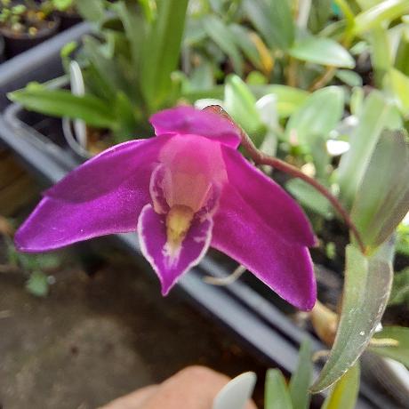 Dendrobium Kingianum