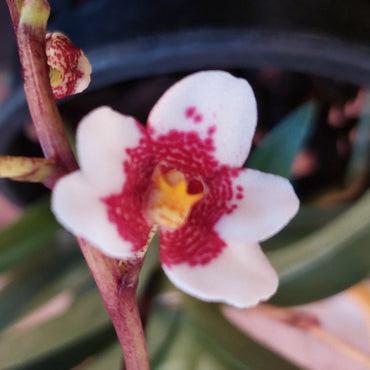 Sarcochilus Orchid