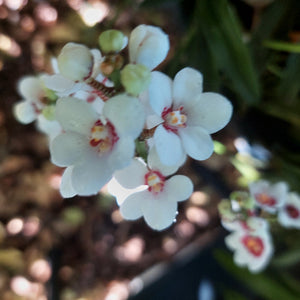 Sarcochilus Orchid