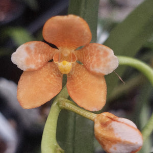 Sarcochilus Orchid