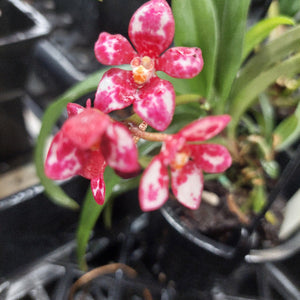 Sarcochilus Kulnua Blend 'Pink Picotee' x Sarc. Kulnura Exquiste 'Barriata' 80mm Seedling Orchid