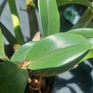 Dendrobium Brimbank Eclipsed Orchids