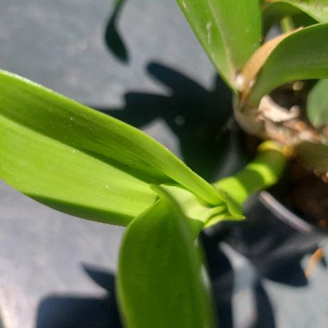 Dendrobium Brimbank Eclipsed Orchids