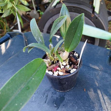 Dendrobium Greta Snow Orchid