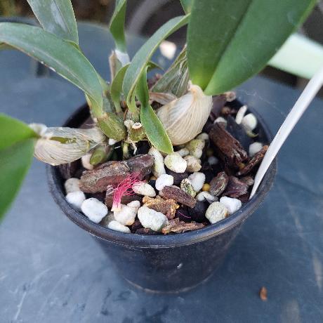 Dendrobium Greta Snow Orchid