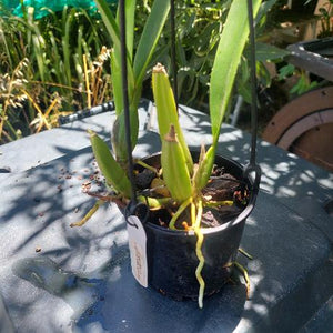 Laelia Anceps