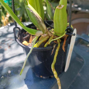 Laelia Anceps