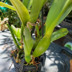 Laelia Purpurata