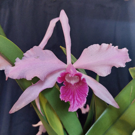 purpurata orchid big pink