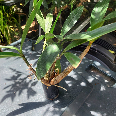 Dendrobium Delicatum Orchid