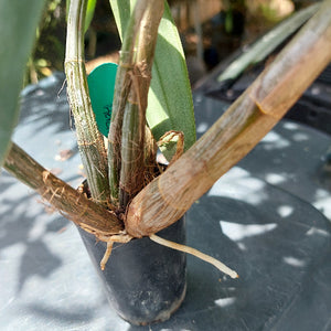 Dendrobium Delicatum Orchid