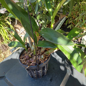 Dendrobium Speciosum Orchid