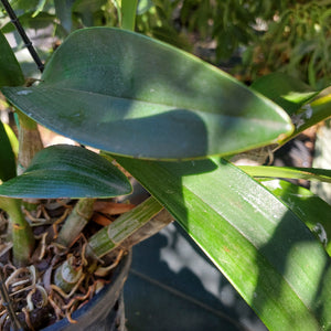 Dendrobium Speciosum Orchid