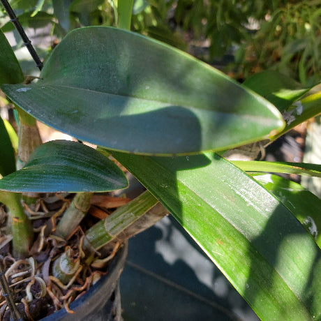 Dendrobium Speciosum Orchid