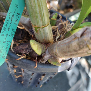 Dendrobium Speciosum Orchid