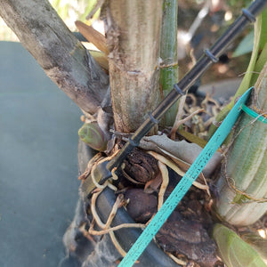 Dendrobium Speciosum Orchid