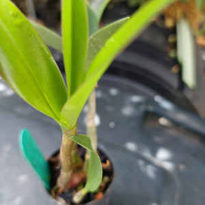 Dendrobium Lucky Zip Orchid