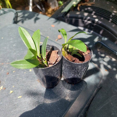 Dendrobium Brindabella Beauty Orchid Seedling