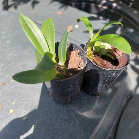 Dendrobium Brindabella Beauty Orchid Seedling