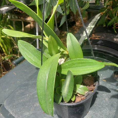 Dendrobium Speciosum Orchid Seedling