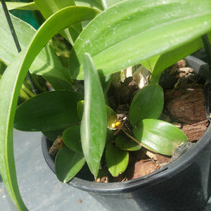 Dendrobium Speciosum Orchid Seedling