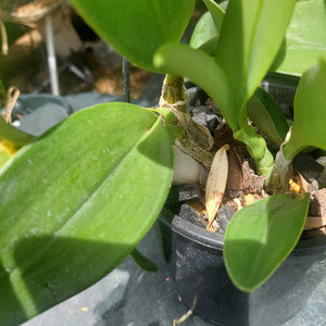 Dendrobium Speciosum Orchid Seedling