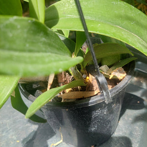 Dendrobium Speciosum Orchid Seedling