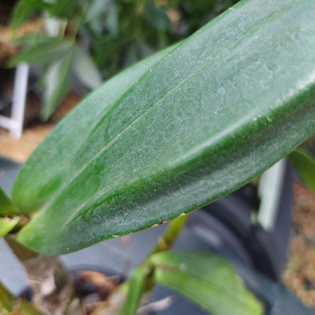 Dendrobium Australian Nugget Orchid Division