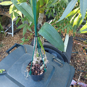 Dendrobium Hunter  River Orchid
