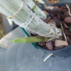 Dendrobium Hunter  River Orchid