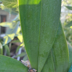 Dendrobium Hunter  River Orchid