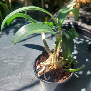 Dendrobium Brimbank Cosmic Jayden Orchid