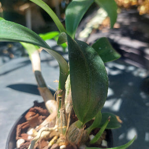 Dendrobium Brimbank Cosmic Jayden Orchid