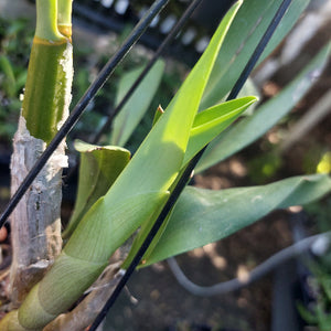 Dendrobium Brimbank Sand Storm Orchid Division