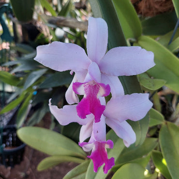 Laelia Interceps Orchid
