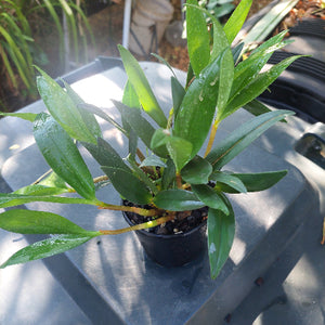 Dendrobium Kingianum