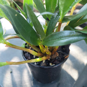 Dendrobium Kingianum