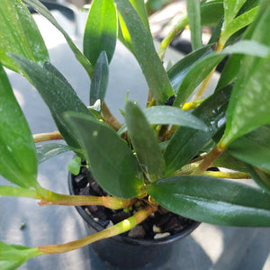 Dendrobium Kingianum