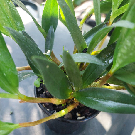 Dendrobium Kingianum