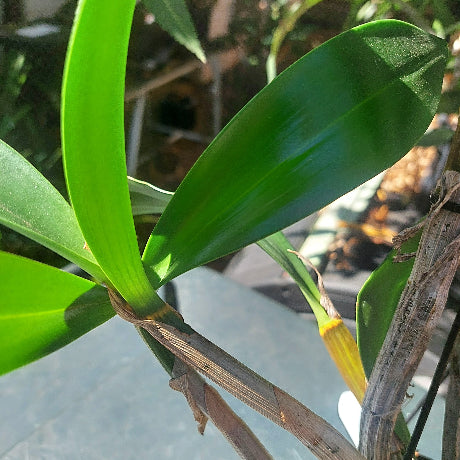 Dendrobium Latrobe Dreaming Division Orchid