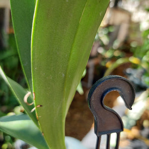 Dendrobium Special Surprise Orchid