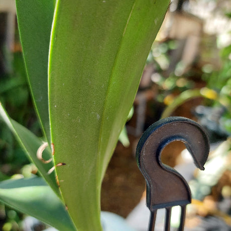 Dendrobium Special Surprise Orchid