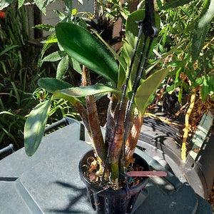 Dedrobium Speciosum