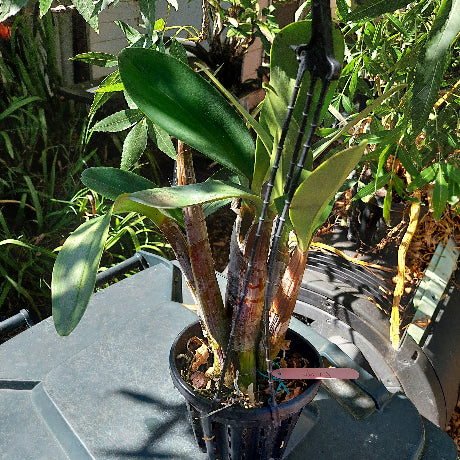 Dedrobium Speciosum