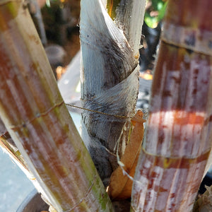Dedrobium Speciosum